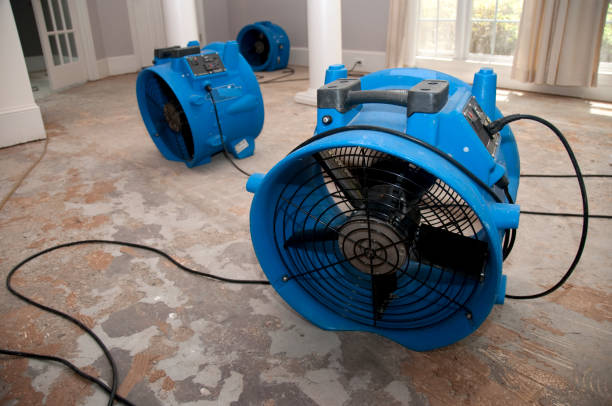 Best Wood Floor Water Damage Restoration in Collierville, TN